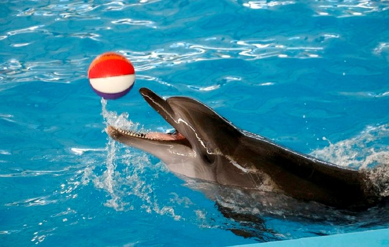 دلفین‌ها مهارت فوق‌العاده در بازی با توپ دارند.